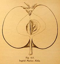 Matthiesens illustration af Ingrid Marie æble